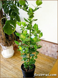 clusia-rosea-001-2.jpg