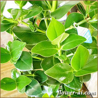 clusia-rosea-001-3.jpg